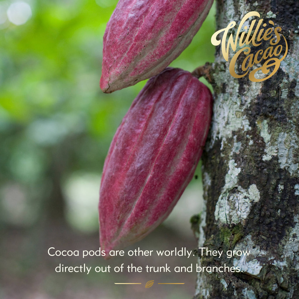 Sea Kissed Almond. Milk chocolate w. almonds & sea salt 50g