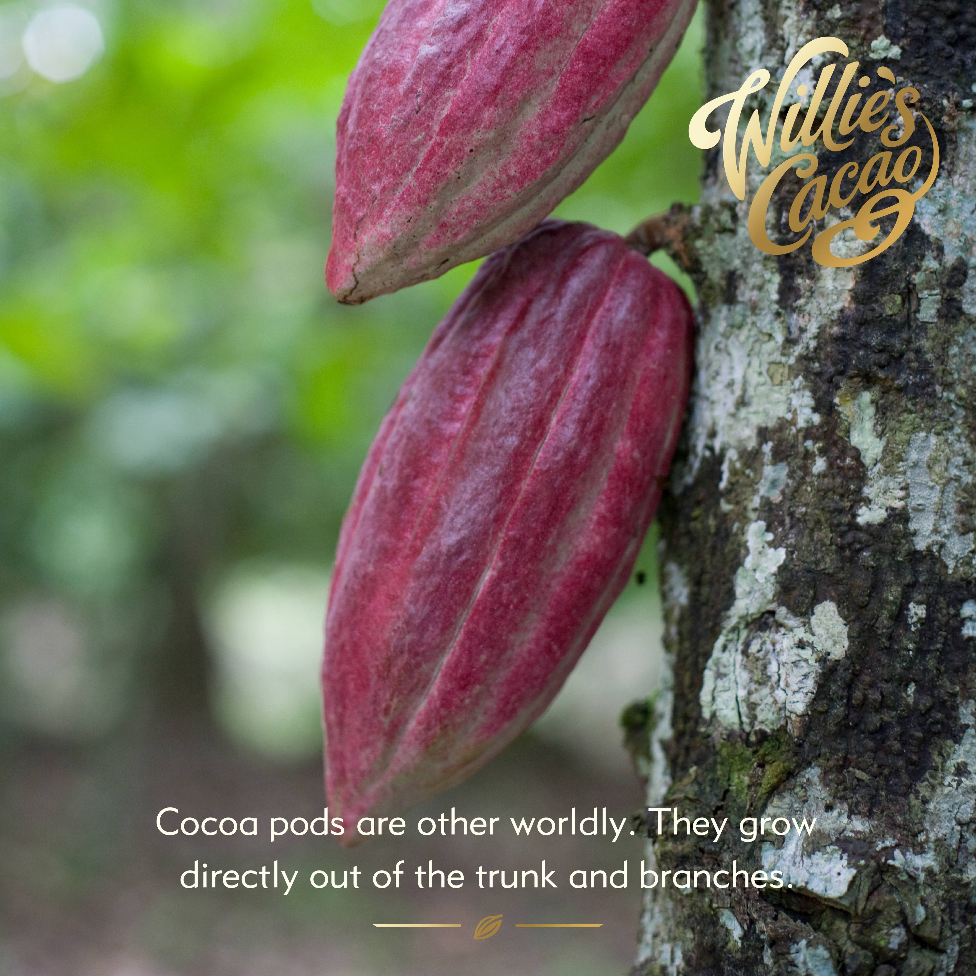 Sea Kissed Almond. Milk chocolate w. almonds & sea salt 50g